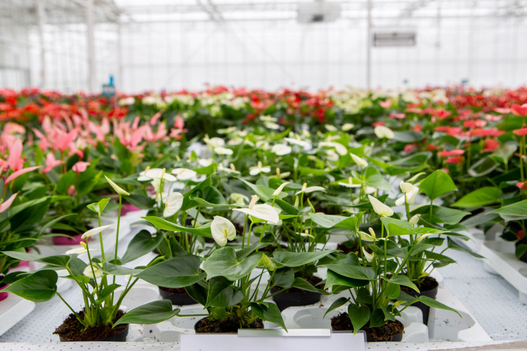 Kruisbestuiving tussen sectoren levert je winst op!