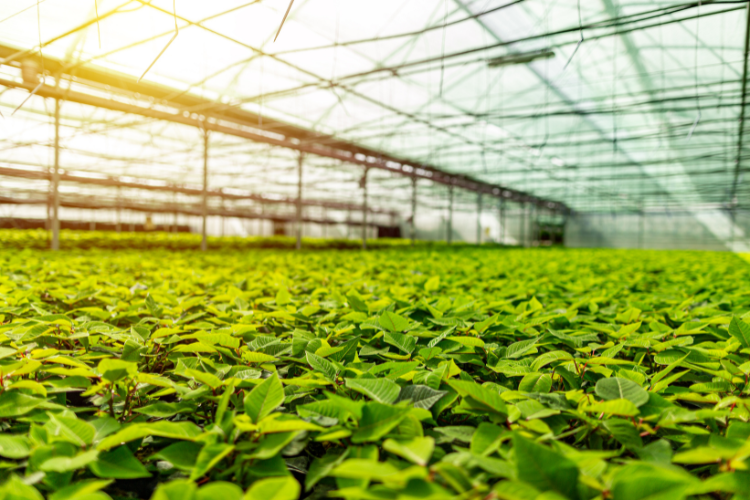 5 Voordelen van werken in de tuinbouw